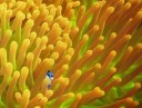 finding_dory_2
