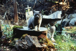 friedhofderkuscheltiere_1