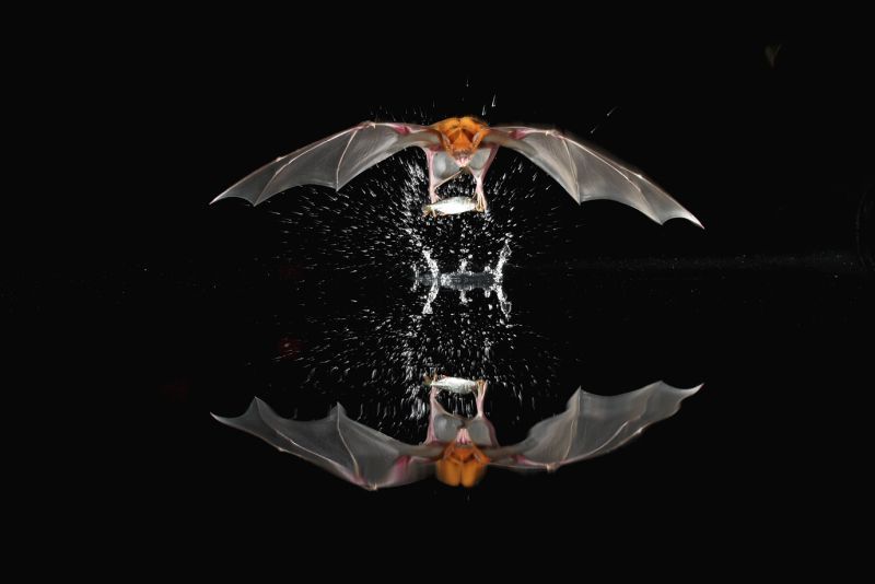 Säugetiere Miniserie Filmkritik