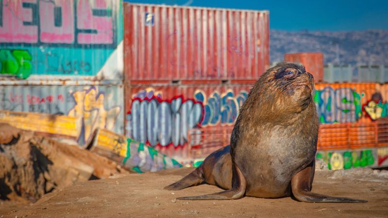 Säugetiere Miniserie Filmkritik