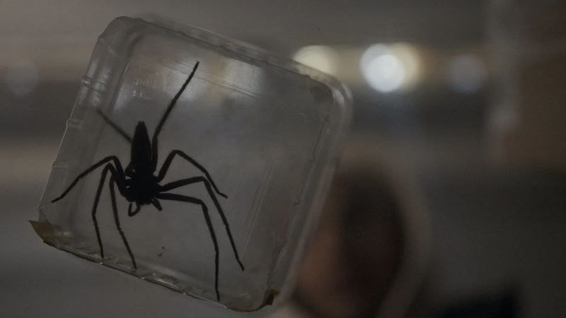 Spiders - Ihr Biss ist der Tod Filmkritik