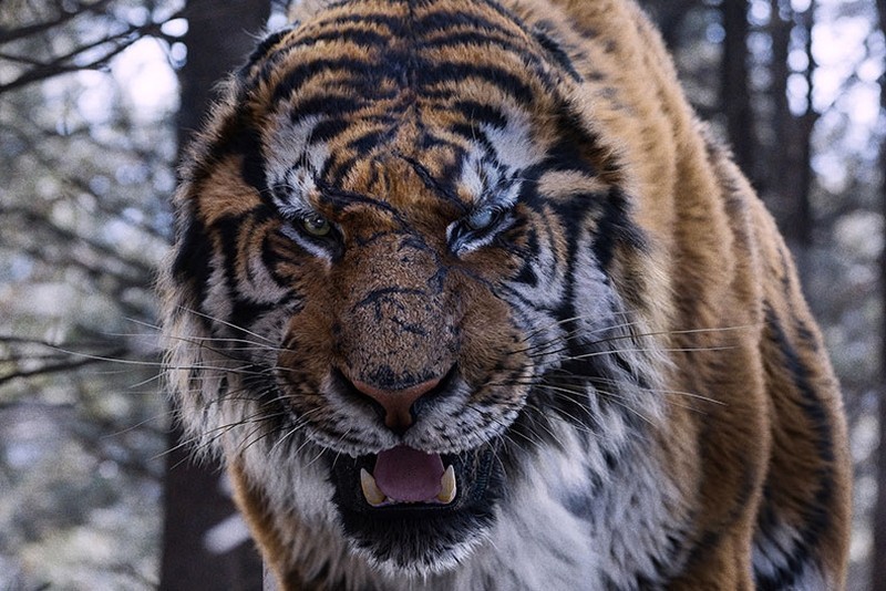 The Tiger - Legende einer Jagd Kritik