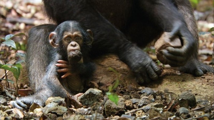 Schimpansen 2012 Szenenbild