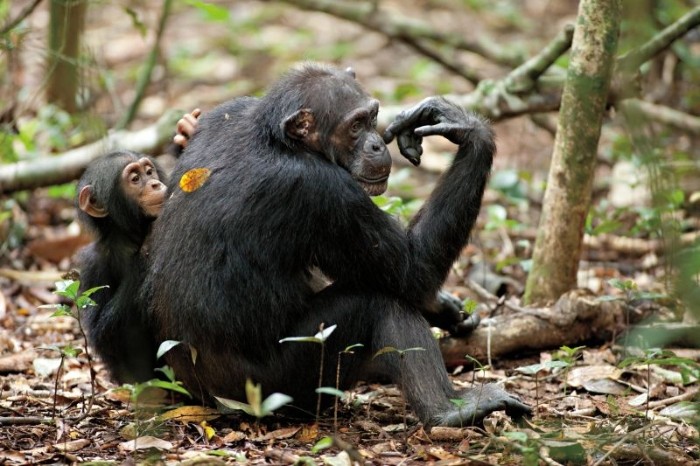 Schimpansen 2012 Szenenbild