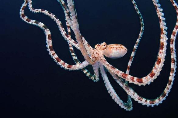Die geheimnisvolle Welt der Oktopusse