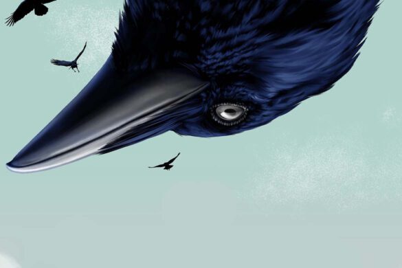 Krähen Dokumentation