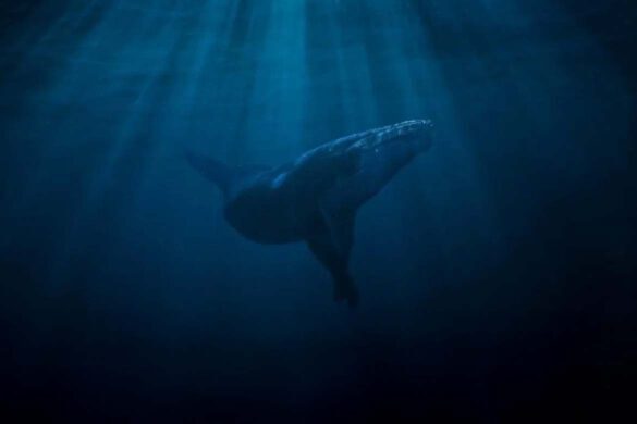 Ozean mit David Attenborough